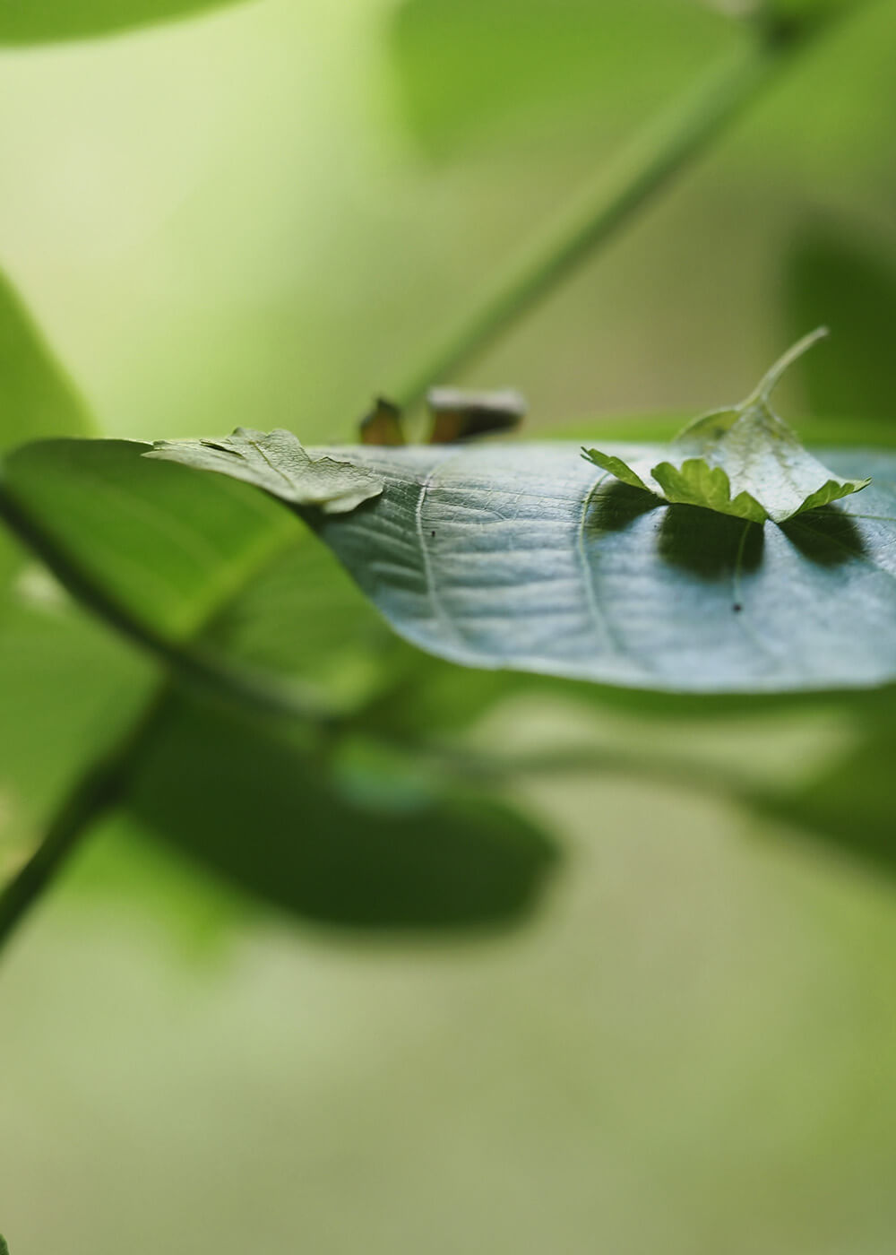 Online Begleitung Darmgesundheit & Meditation