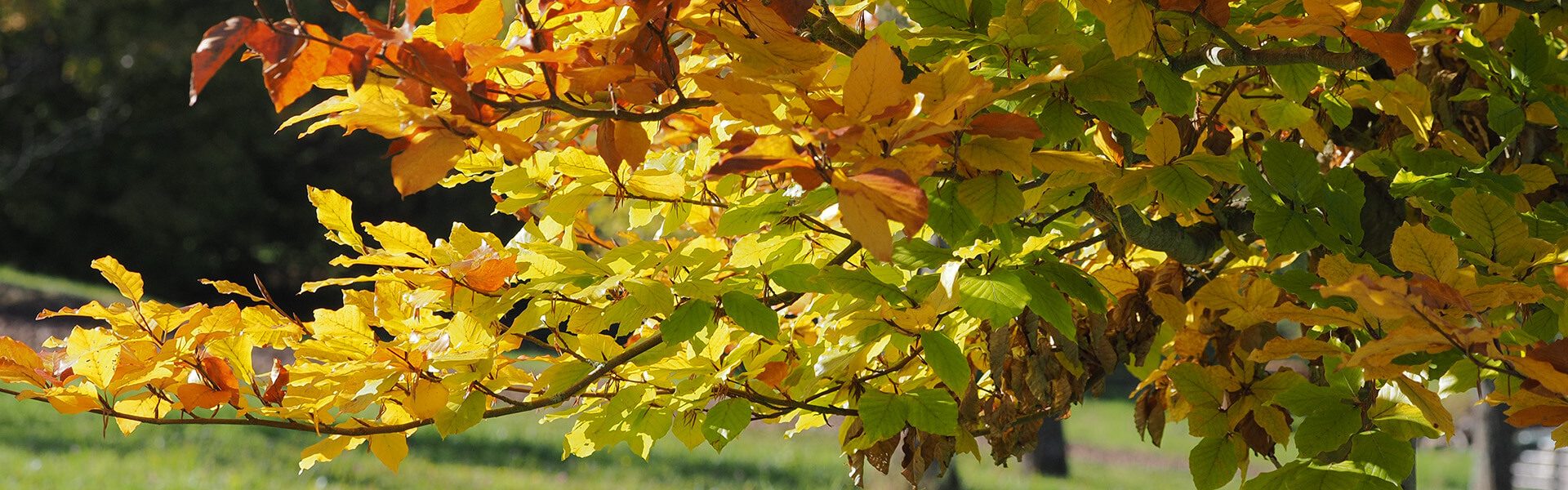 Heike Gutjahr - Cookies - Titel